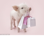 Pinkity pigs