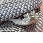Snakez YT Fan Group