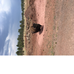 THE BUFFALO'S