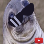 AVGSeals