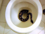 Sewer Snake Studios