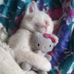 Hellokitty clan