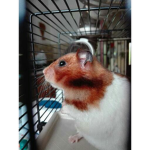 Sarah the Hamster