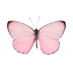 Daisy bees