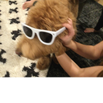 LOOK AT THE DOGE