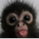 Monkeys Uniteds