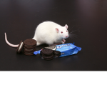 The Memez (Rats Good Cats Bad)