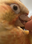 ~pineabbles~