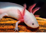 Axolotl Fan Club FOREVER