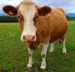 Cow Studios!!!
