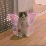 Angel isabel