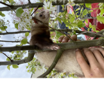 Oso <3