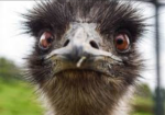 EMU ARMY!!!