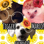 Marco Tigger Charlie and Biscuit