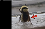 Bumble bee studio gamers