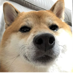 The National Doge Base.