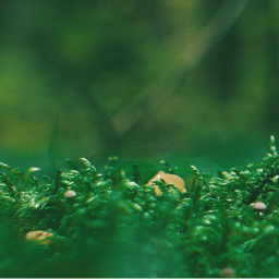 ・🌿・