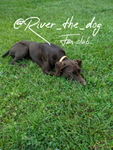 River the dog
