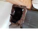 Cats_4_ever