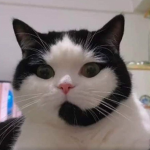 POPCAT TECH SUPPORT [INDIEN]