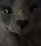 qy.