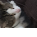 Cute Cat Fandom