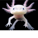 axolotl army Roblox