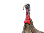 Landirk Inc