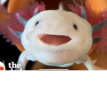 Axolotl we will take down the world