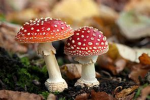 The Shrooms