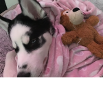 Dog husky group #husky group was already taken lol