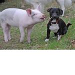dog pig