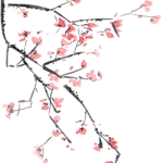 Cherry Blossoms!-