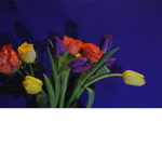 iridescence
