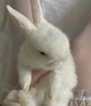 Money bunnies lovely