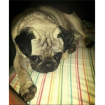Delaney and skylers club for kitty’s and pug love