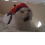 Føxÿ Çlüb