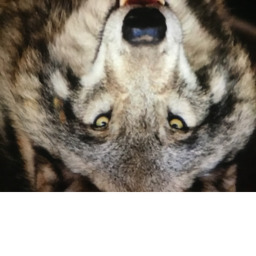 ???