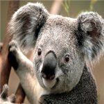 Cute Koalas