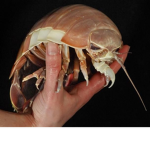 Isopod cult