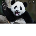 The trivia pandas