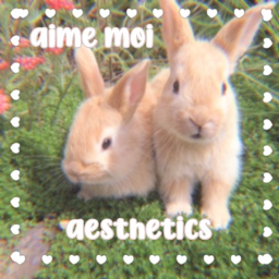 aime moi aesthetics (homestore)