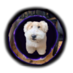 Phillip Guard