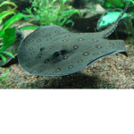 Stingraymints