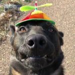 Dawg's UGC