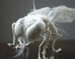 Mayo fly community