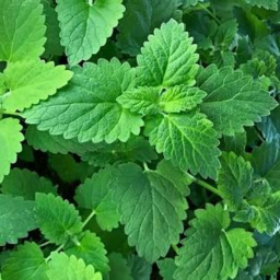 Catnip