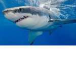 save the sharks group