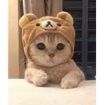 Smug Cats Only