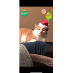 Kittyfanclub107